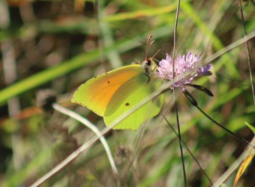 Réf. 335 377 : Gonepteryx cleopatra